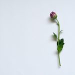 ホームページを開設しました